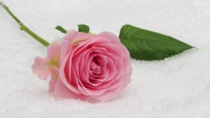 Pink rose and green leaf